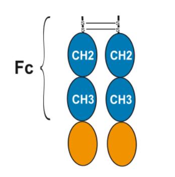 Experimental Validation Results for Efimosfermin alfa